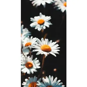 Чехол с ромашками на iPhone 14 Plus (Белые ромашки)