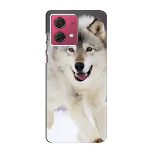 Чехол с Волком на Motorola MOTO G84 (Волк на снегу)