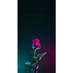 Чохли з принтом Троянд для OnePlus 9RT (Нічна троянда)