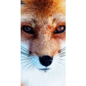 Чохол з Лисичкою для Oppo Reno7 4G (Руда Лисичка)