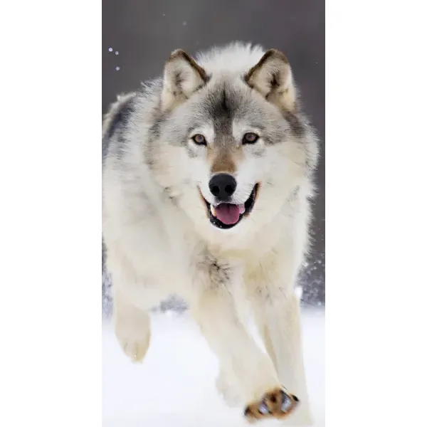 Чехол с рисунком «Волк на снегу» для Xiaomi Mi 11 Lite Чехол с рисунком «Волк на снегу» для Xiaomi Mi 11 Lite
